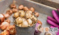 水仙花种球的储存方法 这两种方法最常用