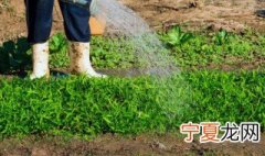 夏天种菜几天浇一次水 夏天菜园几天浇一次水