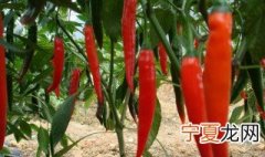 怎样才能快速摘辣椒 如何快速摘辣椒