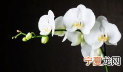兰花怎样种不会烂根 兰花烂根不管它行不