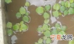 圆心萍和苹果萍怎么区分