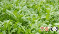 雪里蕻的种植方法和时间 雪里蕻的种植有什么方法和时间