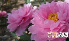 怎样种牡丹花 种牡丹花的方法介绍