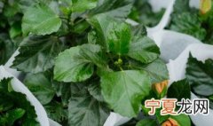 扶桑花花蕾总掉快速补救方法 扶桑花花蕾总掉快速补救有什么方法