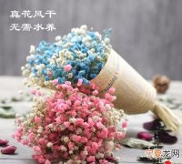 满天星干花对猫咪有害吗，猫咪为什么喜欢吃满天星叶子