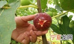 无花果有几种品种 无花果有什么品种
