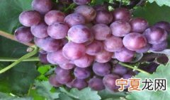 葡萄树有什么省时管理方法 葡萄树省时管理方法简述