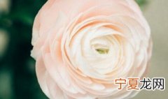 花毛茛种下去多久会发芽 花毛茛种下去多久开花
