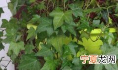 常春藤几天浇一次水 常春藤水浇多了