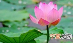 莲花养殖方法 莲花养殖方法是什么