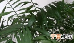 夏威夷椰子多长时间浇水 夏威夷椰子几天浇一次水