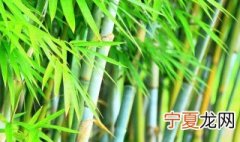 红竹的养殖方法 红竹如何养殖