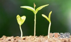 怎样促进树主干发芽 如何促进树主干发芽