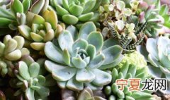 多肉裸根收到后怎么办 多肉裸根收到后应该怎么办