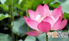 荷花养殖方法 荷花如何养殖