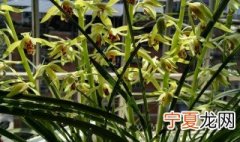 蕙兰养殖方法 蕙兰如何养植