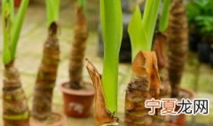 滴水观音用水养放在什么位置好呢 滴水观音在水里怎么养