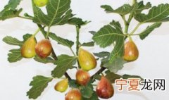 无花果养殖方法 关于无花果养殖方法