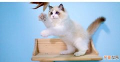 猫咪长到几个月就定型，布偶猫长到几个月就不长了