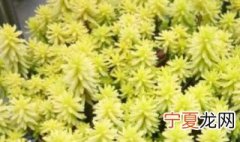 黄金万年草怎样浇水 黄金万年草几天浇一次水