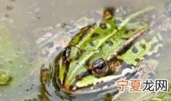 养殖青蛙方法 如何养殖青蛙