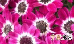 瓜叶菊几天浇一次水 瓜叶菊浇水浇多了的症状