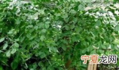 幸福树有几个品种 幸福树有几种品种