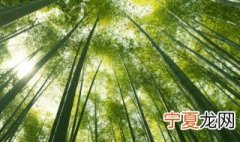 竹子的养殖方法 竹子的养殖方法是什么