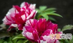 牡丹的花语是什么意思 牡丹花语是什么牡丹的代表意义