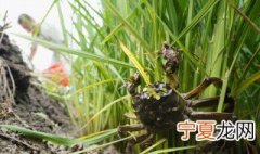 稻田河蟹养殖方法 稻田河蟹怎样养殖