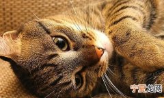 母猫咪多大发情，母猫长到多大才发情