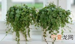 圆叶椒草的养殖方法 圆叶椒草的怎样养殖