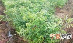 无患子树的种植方法 无患子树苗怎么栽种