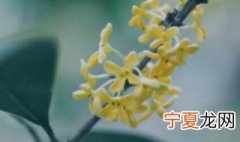 阜阳适合养什么花 养花最好养什么花