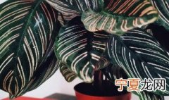 美丽竹芋的养殖方法 关于美丽竹芋的养殖方法