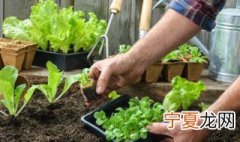 阳台小白菜的种植方法 阳台白菜怎么种植