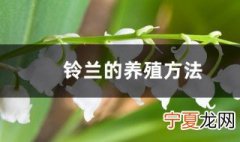 铃兰的养殖方法 铃兰如何养殖