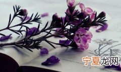 道早安的唯美句子 道早安的说说