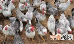 鸡的养殖方法 关于鸡的养殖方法