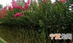 做篱笆种植什么植物比较好还长得快 什么植物做篱笆墙又好又高