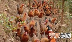 养殖鸡的方法 养殖鸡的方法有哪些