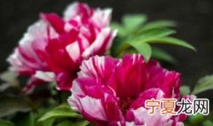 洛阳牡丹起源于哪里 洛阳牡丹发源地在哪
