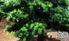菊花罗汉松的养殖方法 菊花罗汉松怎么养殖
