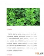 艾叶功效与作用