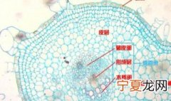 初生壁和次生壁有什么区别 植物细胞的初生壁和次生壁有什么区别