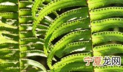 凤尾蕨的养殖方法和注意事项 凤尾蕨夏天怎么养