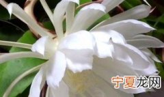 昙花的养殖方法 昙花怎么养殖方法