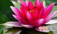 睡莲只在水里养行吗 睡莲怎么养在水里