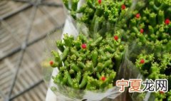 膨珊瑚的养殖方法 膨珊瑚如何养殖