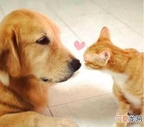 猫猫狗狗会来大姨妈，为什么不认识的猫猫狗狗喜欢跟着我